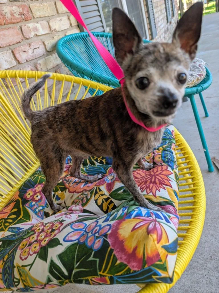 A senior small-sized male Brindle Chihuahua dog named Gerald NY for adoption in Bryan, TX