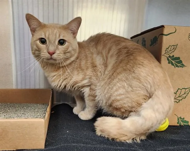 An adult small-sized male Domestic Short Hair cat named Canaan for adoption in St. Louis, MO
