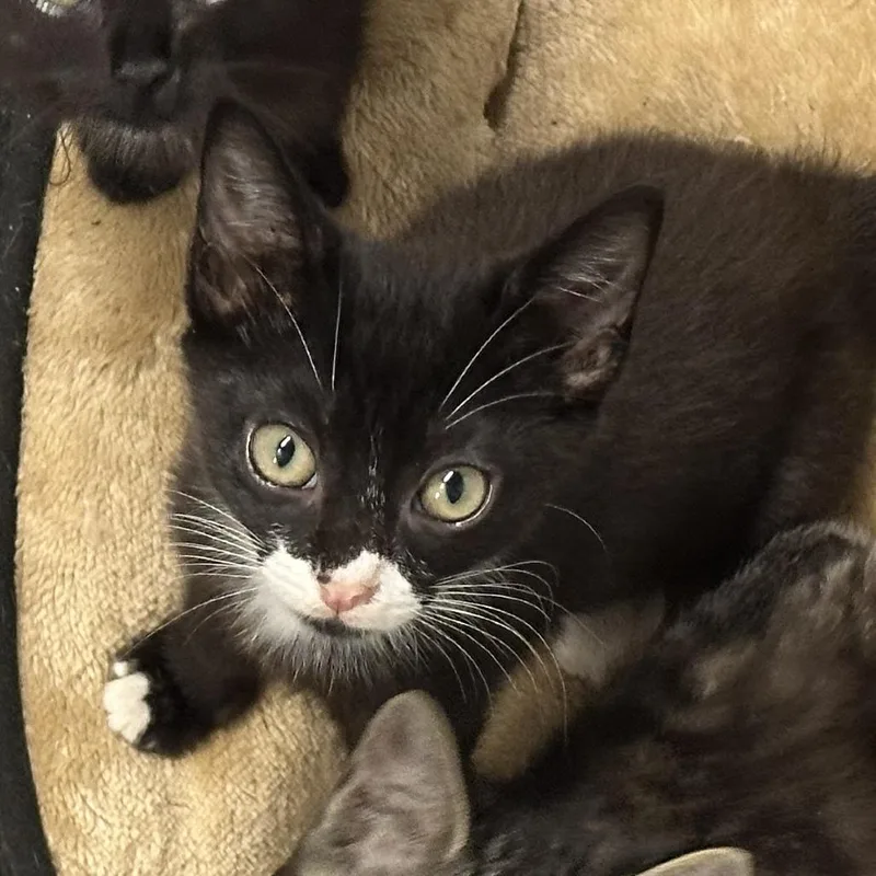 A baby small-sized female Black Domestic Short Hair cat named Smoke for adoption in Opelika, AL