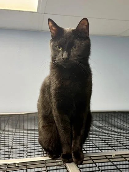 A young small-sized male Domestic Short Hair cat named Quinn for adoption in Mount Pleasant, IA