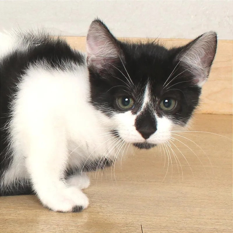 A baby small-sized male Black Domestic Short Hair cat named Percy C for adoption in Minnetonka, MN
