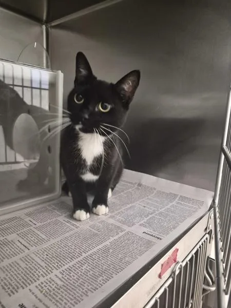 A young medium-sized female Domestic Short Hair cat named If Nezuko for adoption in Lawrenceville, GA