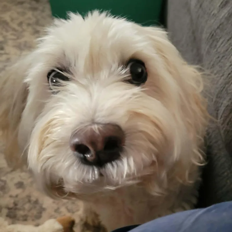 An adult medium-sized female White / Cream Maltipoo dog named Mia for adoption in Marana, AZ