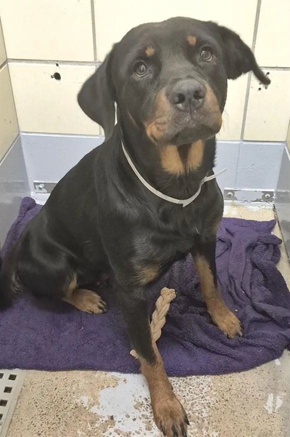 An adult large-sized female Rottweiler dog named Herminoe for adoption in Houston, TX
