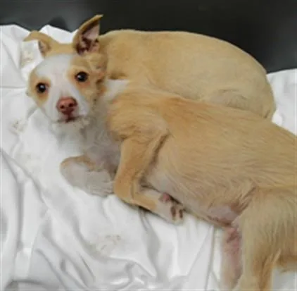 A baby small-sized male Chihuahua dog named Chico for adoption in Albuquerque, NM