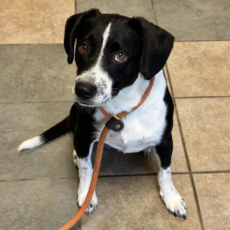 An adult medium-sized male Black Mixed Breed dog named Woody for adoption in Chattanooga, TN