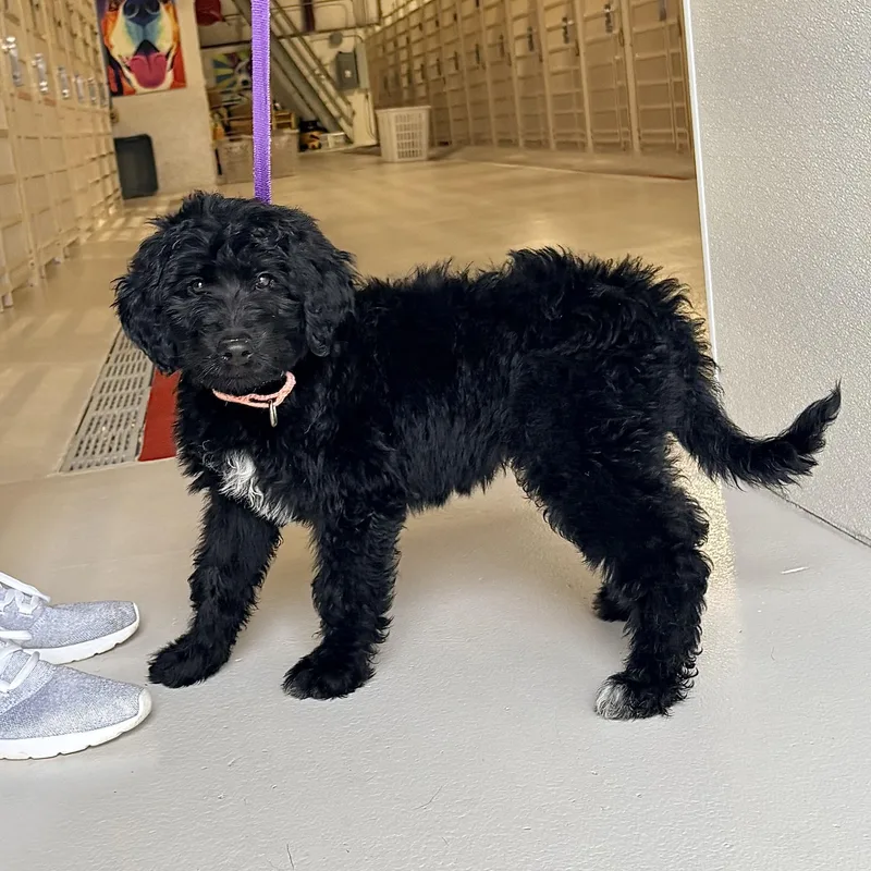 A baby large-sized female Sheepadoodle dog named Quince for adoption in Chicago, IL