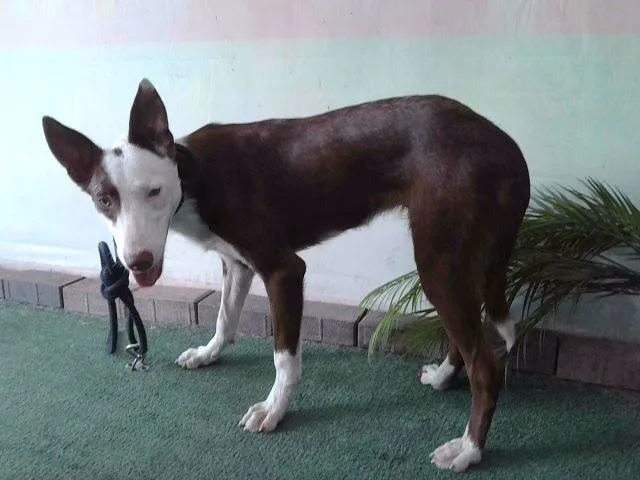 A young large-sized female Pharaoh Hound dog named September for adoption in Baldwin Park, CA