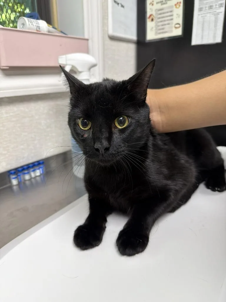 A young medium-sized male Domestic Short Hair cat named Andrew for adoption in Pomona, NY