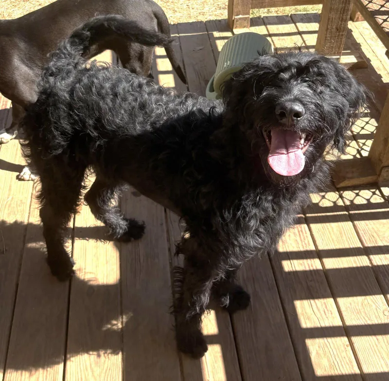 A young large-sized female Poodle dog named Onyx for adoption in Wetumpka, AL