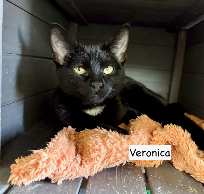 Cat Veronica