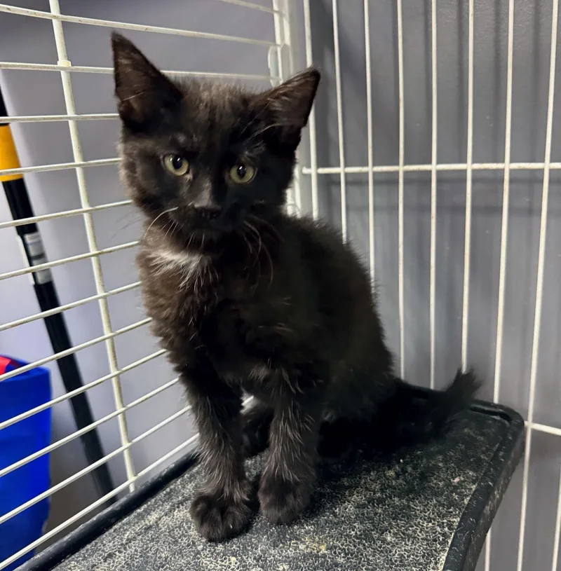 Cat  Veronica thumbnail 2