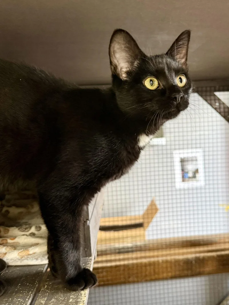 Cat  Veronica thumbnail 3