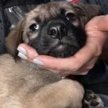 A baby medium-sized female German Shepherd Dog dog named Brenna for adoption in Brenham, TX