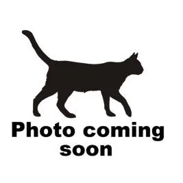 An adult medium-sized female Black Domestic Short Hair cat named Aries for adoption in Gadsden, AL