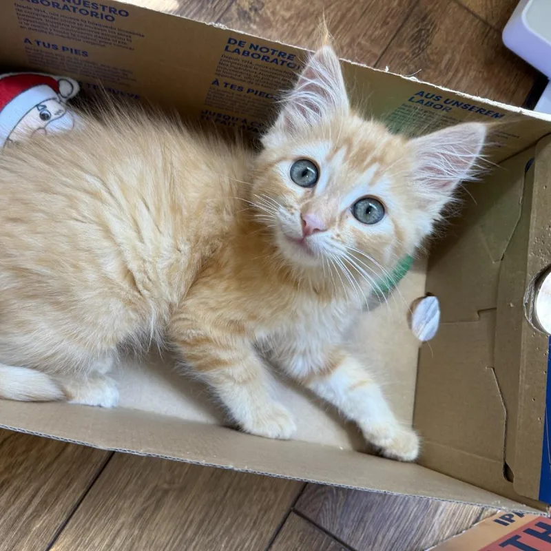 A baby small-sized male Orange / Red Domestic Medium Hair cat named Lewis for adoption in Pleasanton, CA