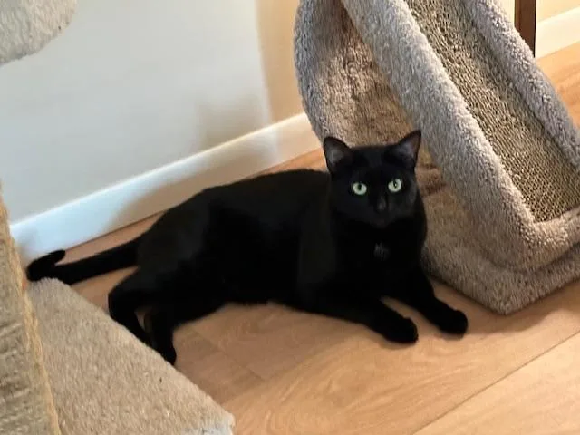 An adult medium-sized female Black Domestic Short Hair cat named Mj for adoption in Cincinnati, OH