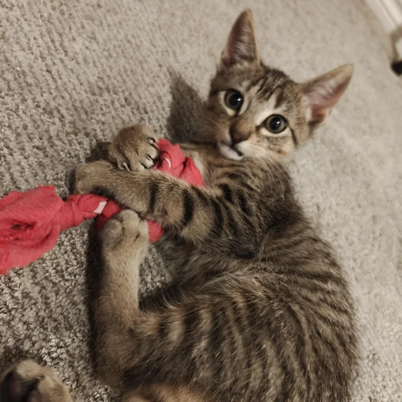A baby medium-sized female Tabby (Buff / Tan / Fawn) Domestic Short Hair cat named Madeline for adoption in Cleveland, TX