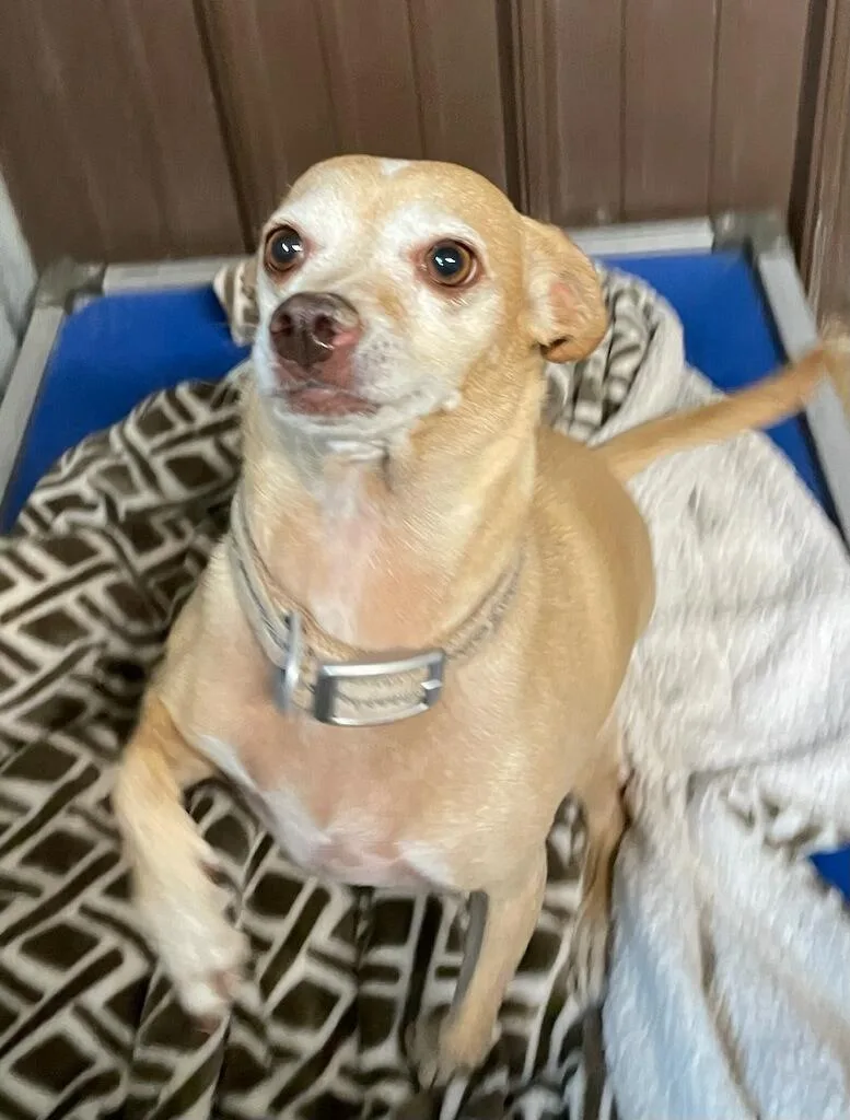 An adult small-sized female Apricot / Beige Chihuahua dog named Cuddles for adoption in Polson, MT