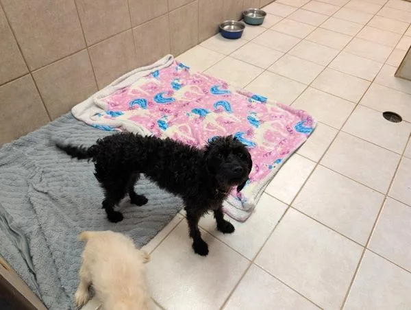 A young small-sized female Cavalier King Charles Spaniel dog named Pharah for adoption in Osage Beach, MO