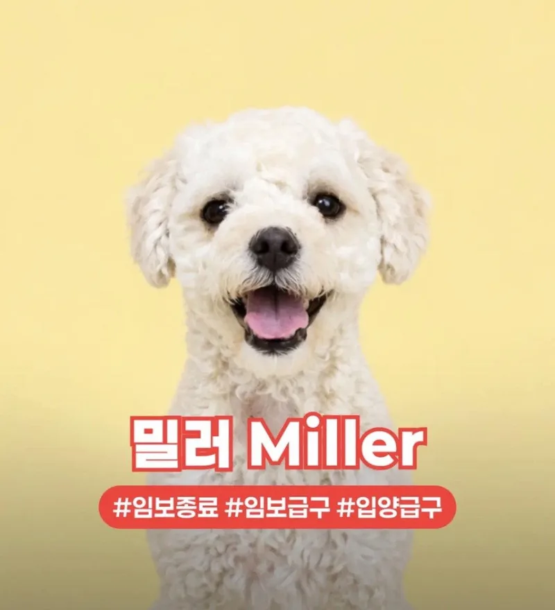 A young small-sized male Poodle dog named Miller for adoption in Agoura Hills, CA