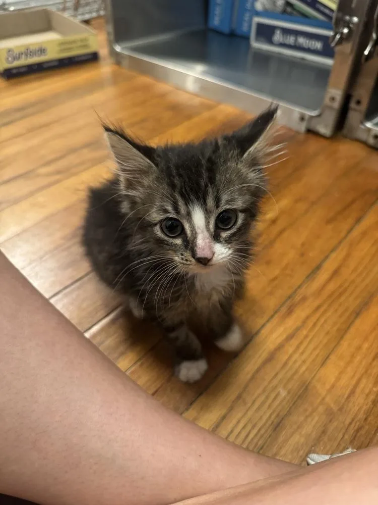 A baby medium-sized male Brown / Chocolate Domestic Medium Hair cat named Phoenix for adoption in Emerald Isle, NC