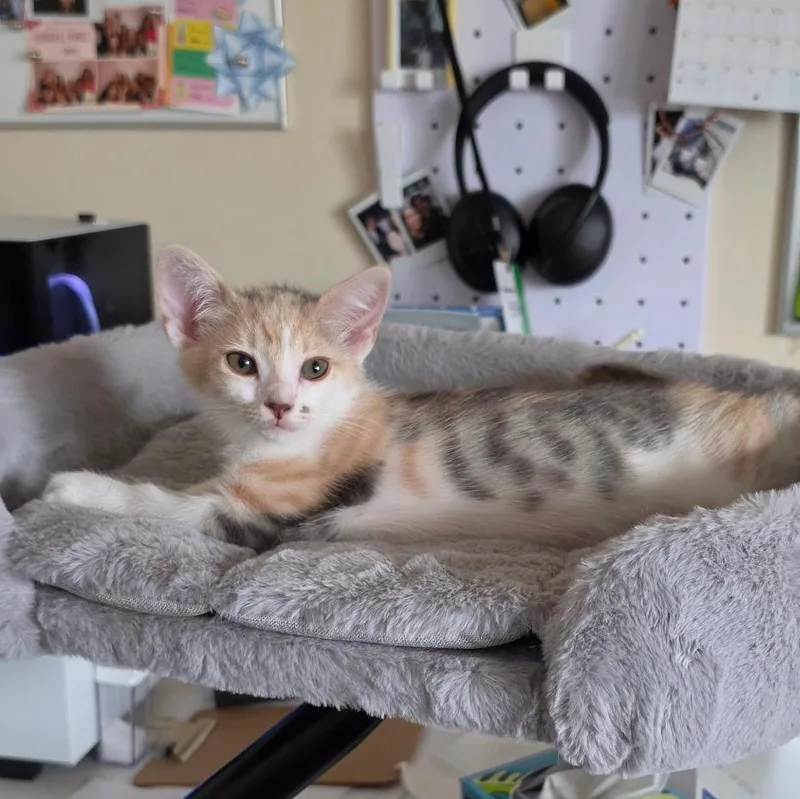 A baby medium-sized female Dilute Calico Domestic Short Hair cat named Torch for adoption in Santa Ana, CA
