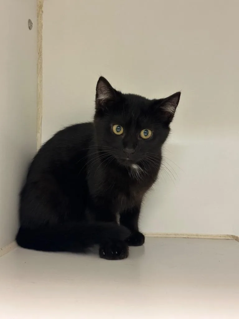 A baby small-sized female Domestic Short Hair cat named Texas Ranger for adoption in Johnson City, TN