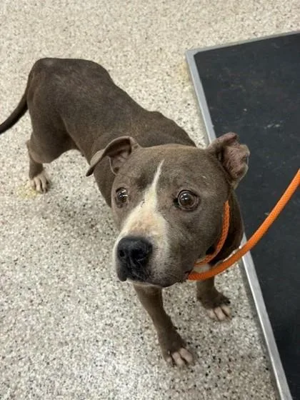 An adult medium-sized female Terrier dog named Dolly for adoption in Gastonia, NC