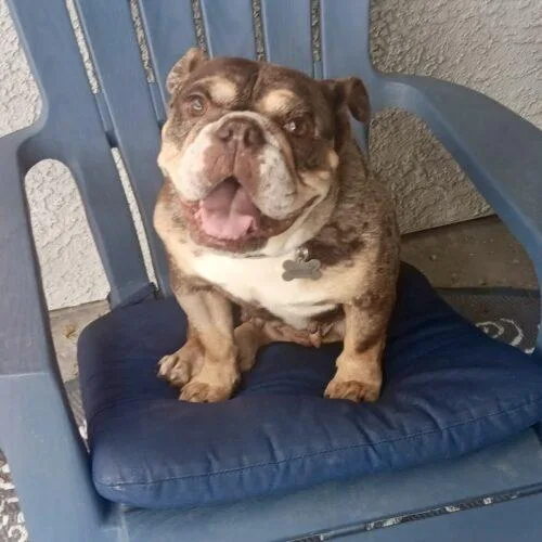 A young medium-sized female Merle (Red) English Bulldog dog named Winnie for adoption in Henderson, NV