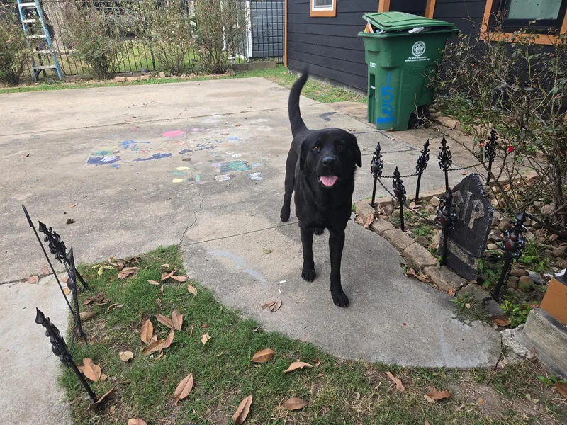 An adult large-sized male Black Labrador Retriever dog named Taquito for adoption in Houston, TX
