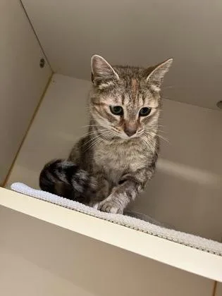 An adult medium-sized female Domestic Short Hair cat named Foxy for adoption in Fairfax, VA