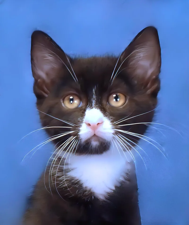 A baby medium-sized male Black & White / Tuxedo Domestic Short Hair cat named Boo Boo for adoption in Pasadena, CA