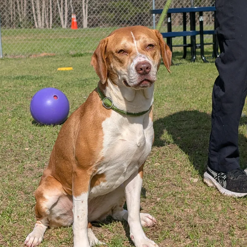 Savannah thumbnail 2