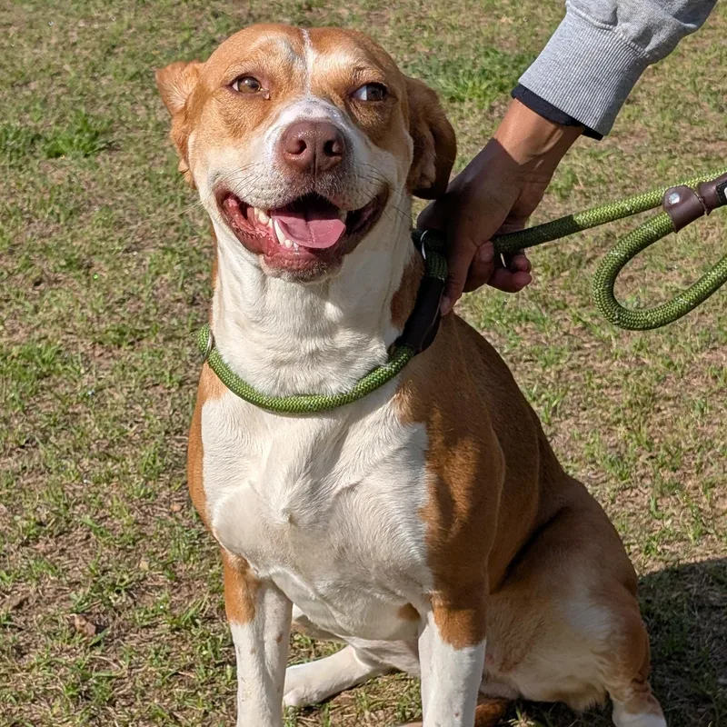 An adult medium-sized female Brown / Chocolate Hound dog named Savannah for adoption in Cranston, RI