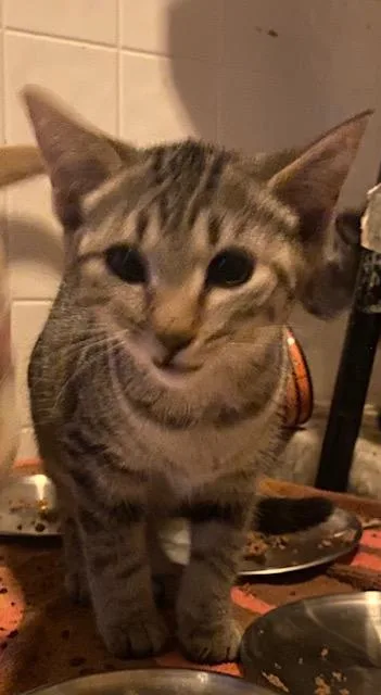 A baby medium-sized female Tabby (Brown / Chocolate) Domestic Short Hair cat named Hattie for adoption in Sterling Heights, MI