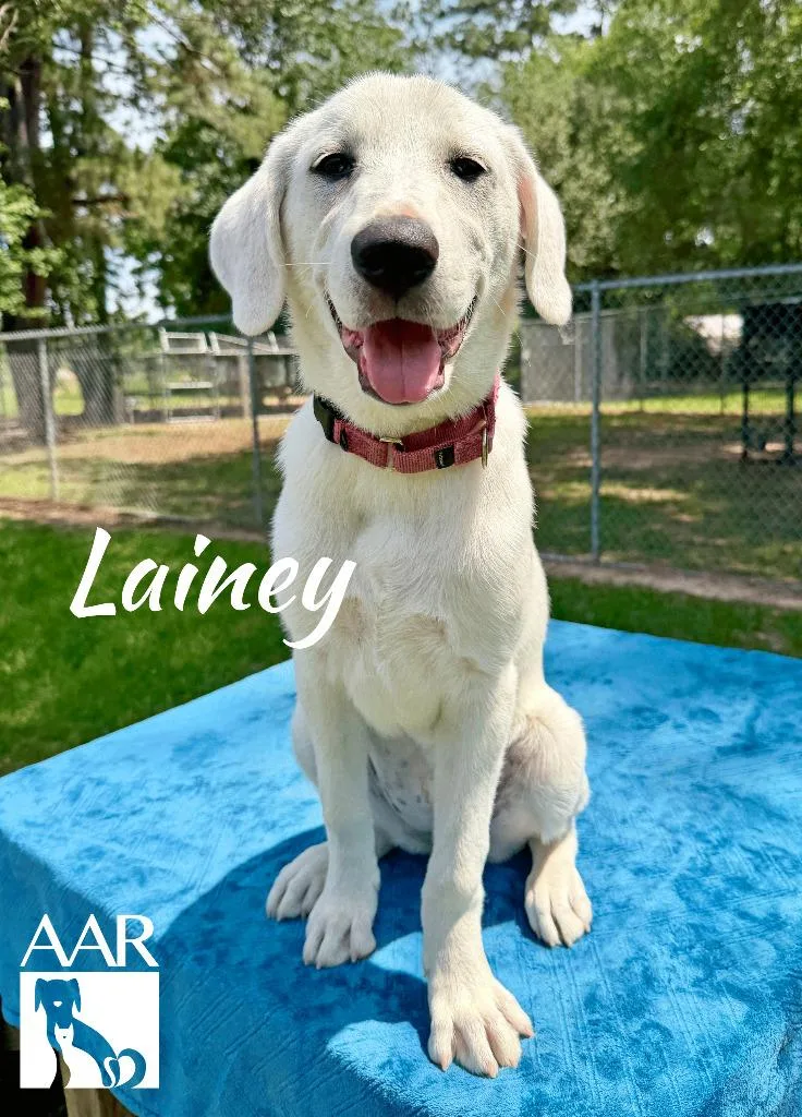 A baby large-sized female Great Pyrenees dog named Lainey for adoption in Magnolia, TX