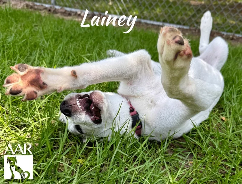 Lainey thumbnail 2
