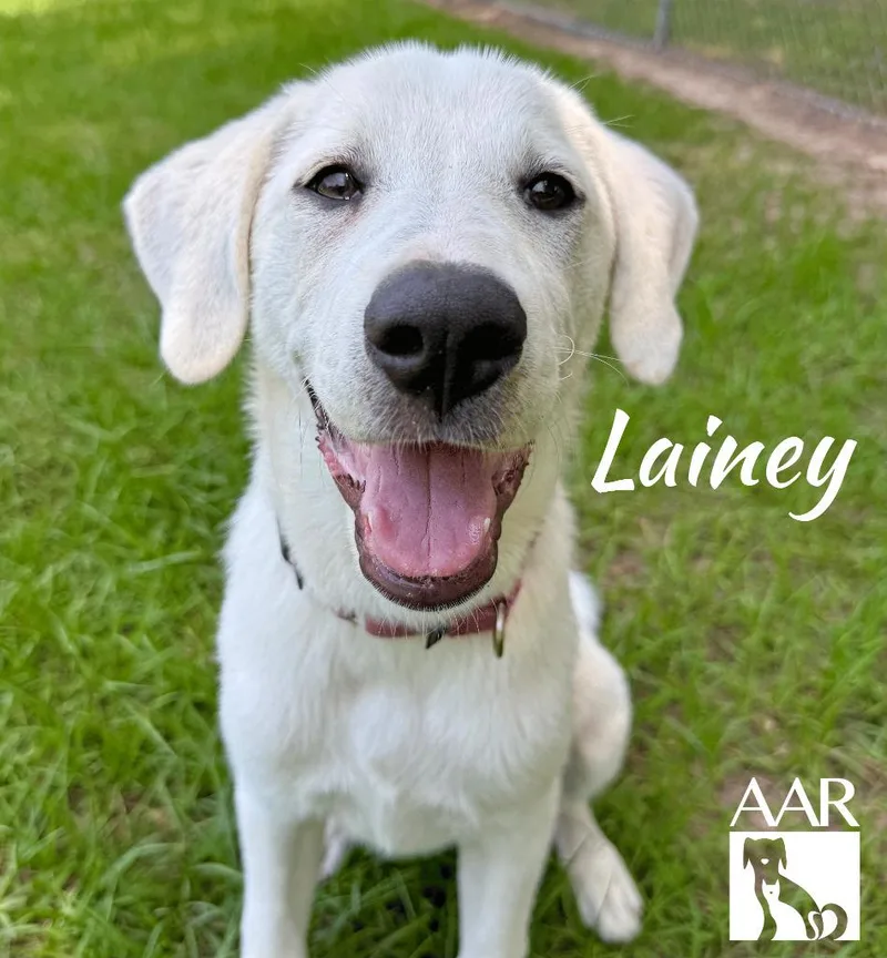 Lainey thumbnail 3