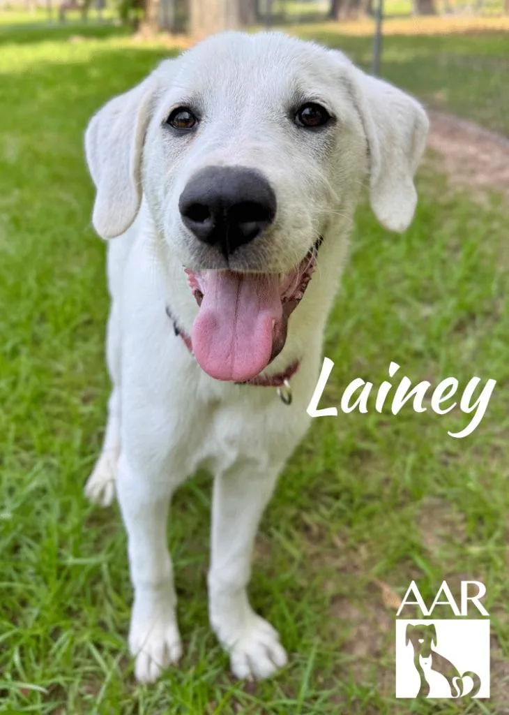 Lainey thumbnail 4