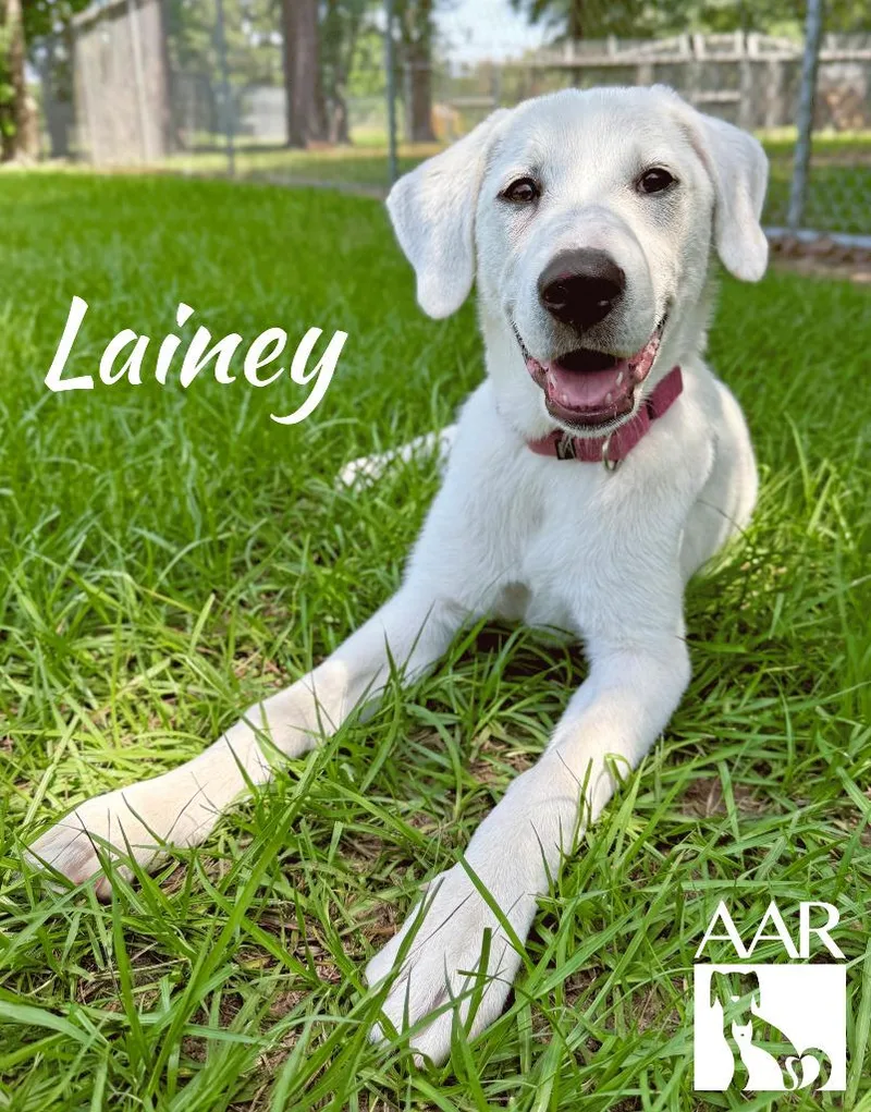 Lainey thumbnail 6