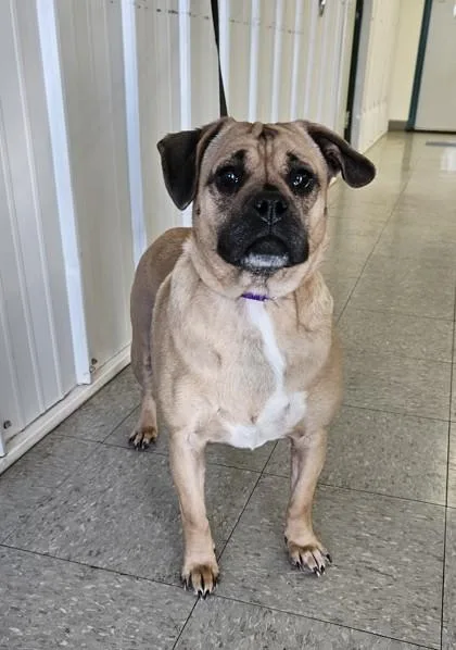 Little Debbie thumbnail 5