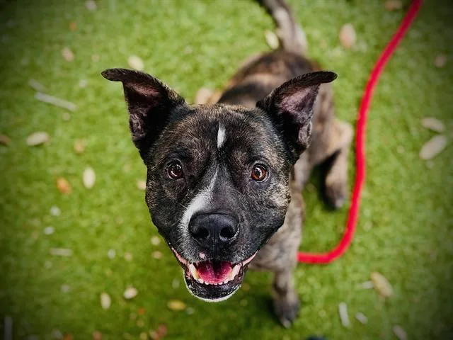 An adult medium-sized male Staffordshire Bull Terrier dog named Timothy for adoption in Orlando, FL