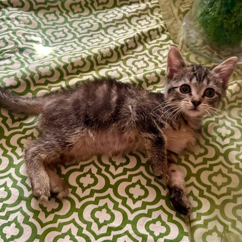 A baby small-sized male Brown / Chocolate Domestic Short Hair cat named Grasshopper LaGiglia for adoption in Eagle Mountain, UT