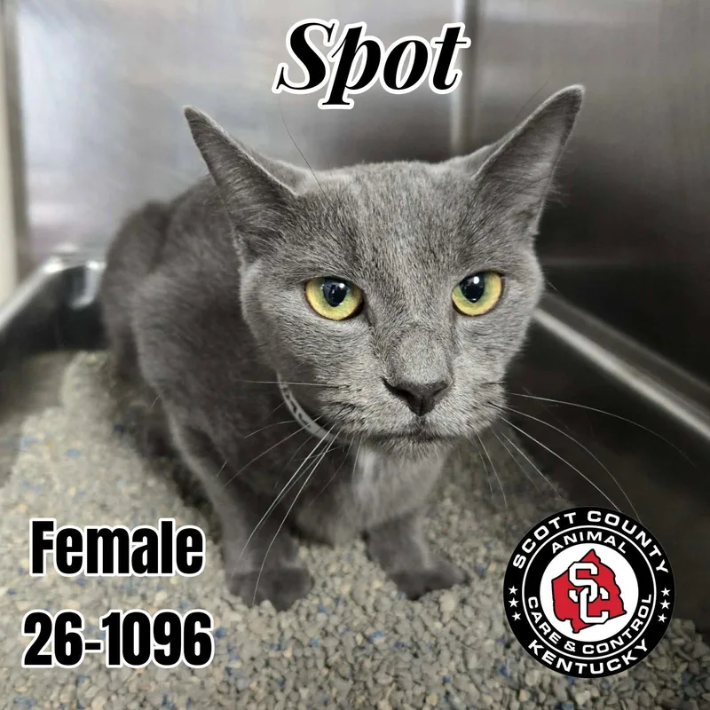 A young small-sized female Gray / Blue / Silver Domestic Short Hair cat named Spot for adoption in Georgetown, KY