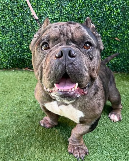 An adult medium-sized male Staffordshire Bull Terrier dog named Goliath for adoption in Naples, FL