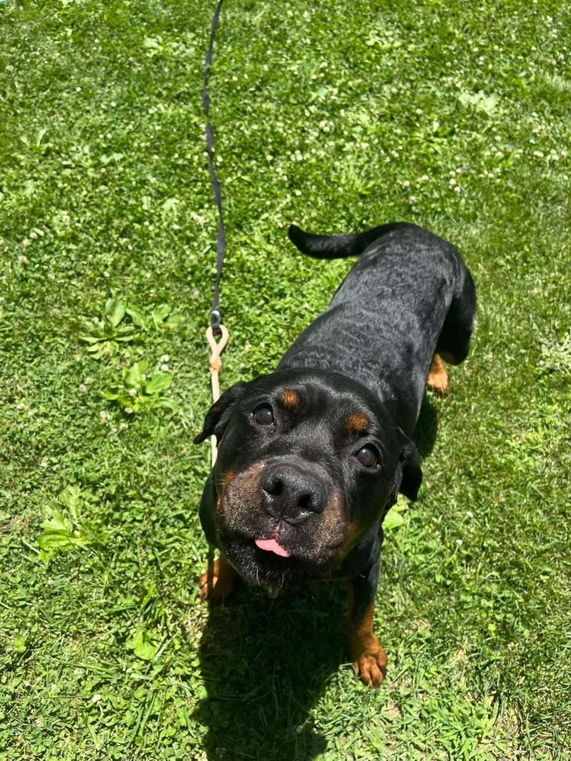 An adult medium-sized female Rottweiler dog named Kai for adoption in Front Royal, VA