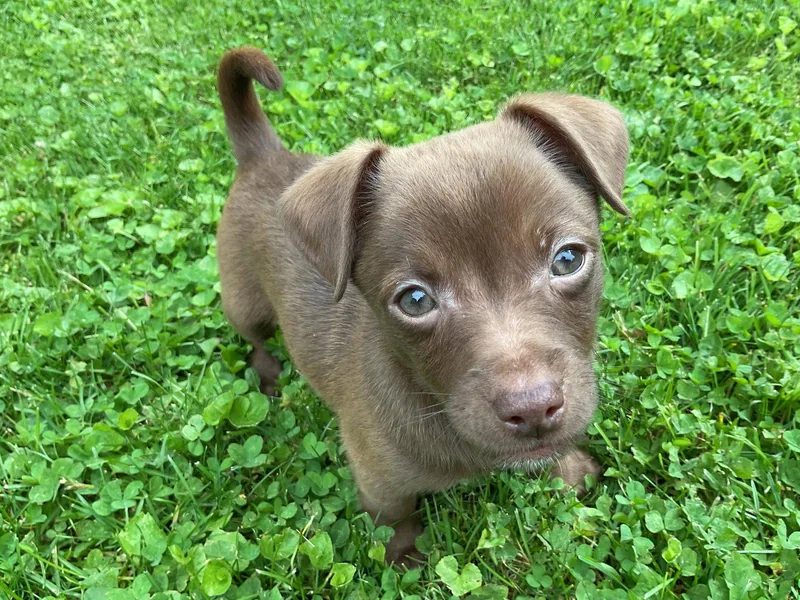 A baby small-sized male Chihuahua dog named Winston for adoption in Fort Wayne, IN