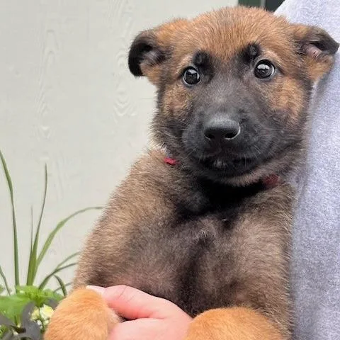 A baby small-sized male Black German Shepherd Dog dog named Jenga for adoption in Bartlett, TN