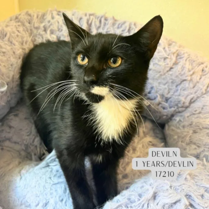An adult medium-sized male Black & White / Tuxedo Domestic Short Hair cat named Devlin for adoption in Supply, NC